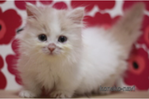 成約済の東京都のマンチカン(短足)-71218の1枚目